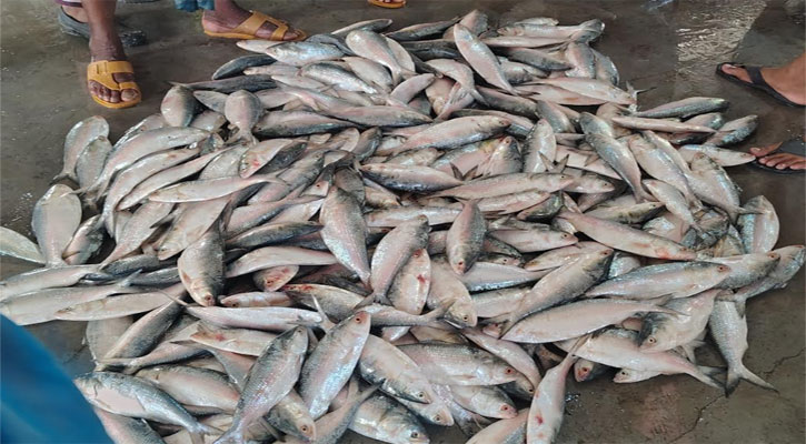 আকাল আর আকাশচুম্বী দামে মধ্যবিত্তের নাগালের বাইরে ইলিশ