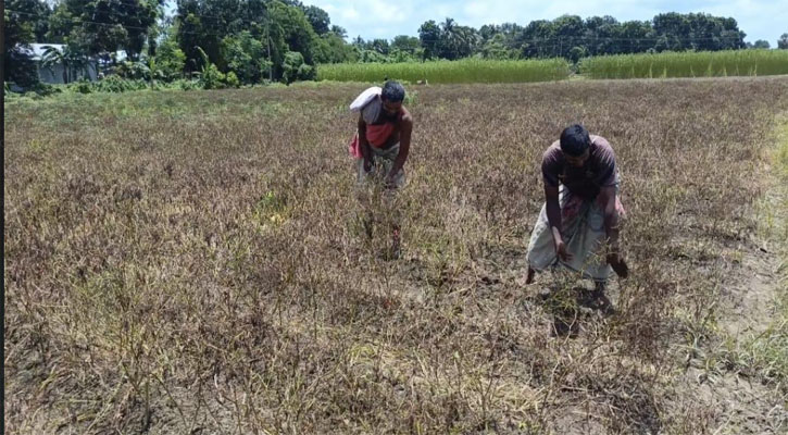 টানা বৃষ্টিতে মধুখালীতে মরিচ চাষে ধস, দিশেহারা কৃষক