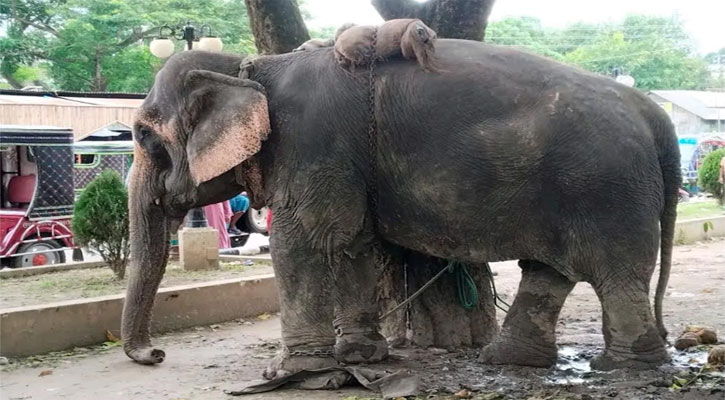 সড়কে চাঁদা তোলার সময় হাতির ধাক্কায় অটোরিকশা উল্টে শিশুর মৃত্যু