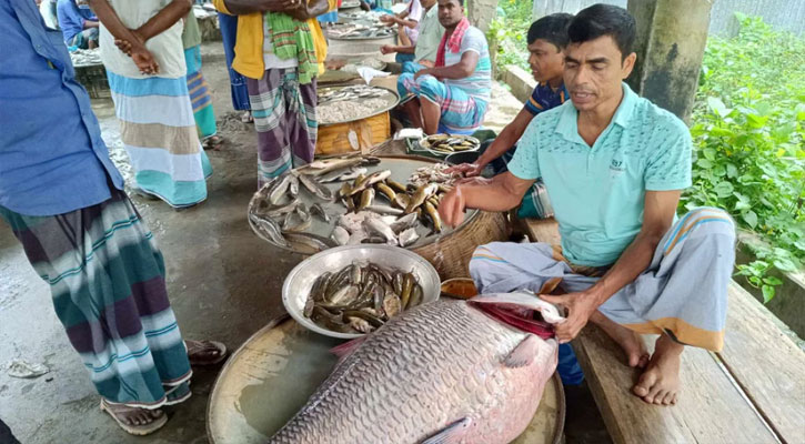 পদ্মায় ধরা পড়ল ৩২ কেজির কাতল, বিক্রিও ৩২ হাজারে