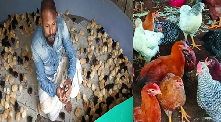বাড়ির পাশে টাইগার মুরগীর খামার গড়ে স্বাবলম্বী আলাল 