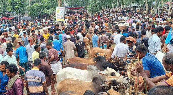 গাজীপুরে ৩০ বিঘা জমিতে বসছে বৃহত্তর পশুর হাট 