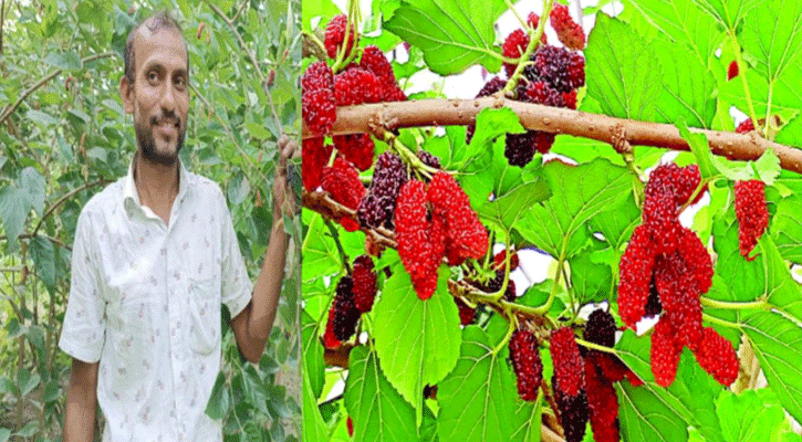 শখের মালবেরি চাষের বাণিজ্যিক সম্ভাবনা দেখছেন মোস্তফা