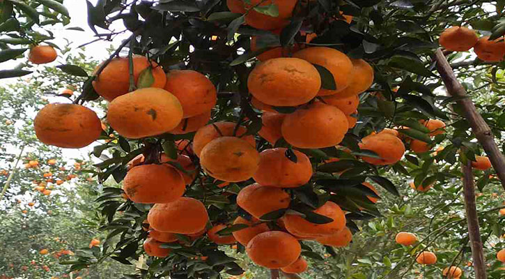 শ্রীপুরে দার্জিলিং কমলা চাষে চাঁর বন্ধুর বাজিমাত 