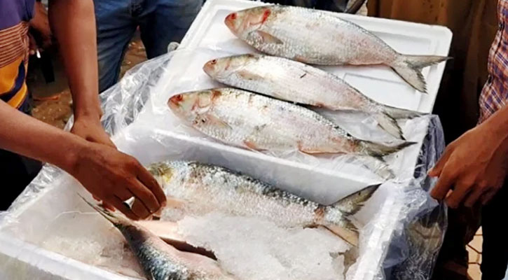 সৌদি ও আমিরাতে রপ্তানি হবে ১১ হাজার টন ইলিশ