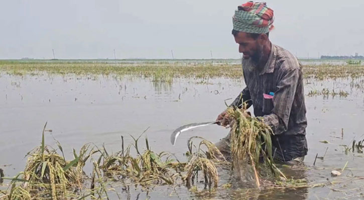 হাওরে ক্ষতিগ্রস্ত কৃষকদের তিন মাস সহায়তা দেওয়া হবে: প্রধানমন্ত্রী