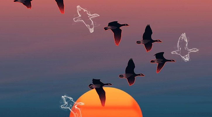 বহুতল ভবনে ধাক্কা খেয়ে পাখিরা কেন মারা যায়