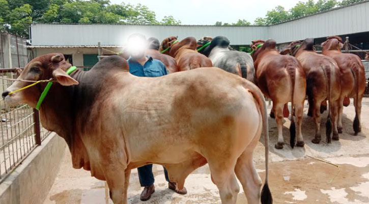 কোরবানির সুস্থ পশু কেনার পরে ত্রুটি দেখা দিলে যা করবেন