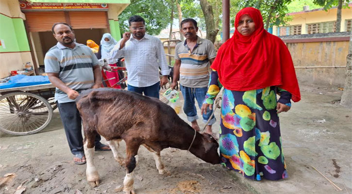 ঈশ্বরদীতে ল্যাম্পিংস্কিন ডিজিজে ১০ গরুর মৃত্যু, বেসরকারি হিসাবে শতাধিক