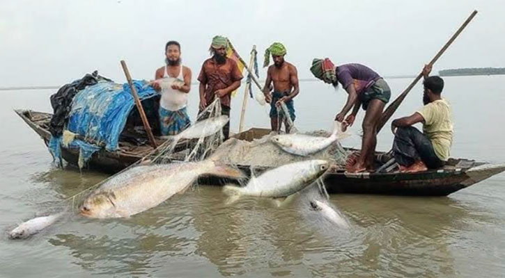 নিষেধাজ্ঞা উপেক্ষা করে পদ্মায় ইলিশ শিকার, নদীপাড়ে হাট