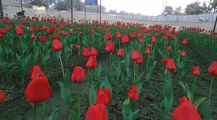 গদখালীর ফুল বাজারে প্রধান আকর্ষণ টিউলিপ