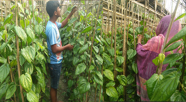 পান চাষে কৃষকের দিনবদল