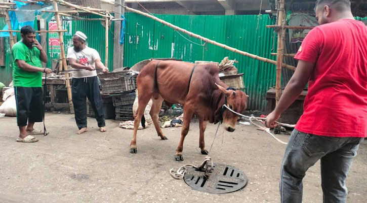 দ্বিতীয় দিনেও চলছে পশু কোরবানি