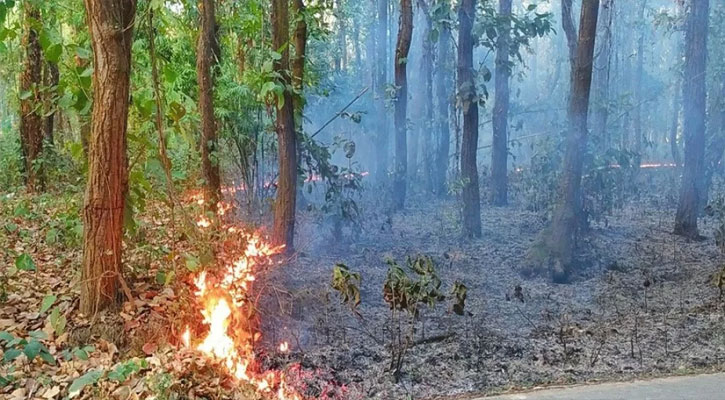 সুন্দরবনের আগুন নিয়ন্ত্রণে, কারণ জানতে তদন্ত কমিটি