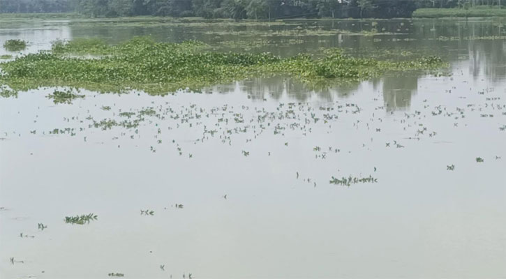 বন্যার পানি নামলেও কাটেনি দুর্ভোগ, ক্ষতিগ্রস্ত ৫০০ হেক্টর ফসল