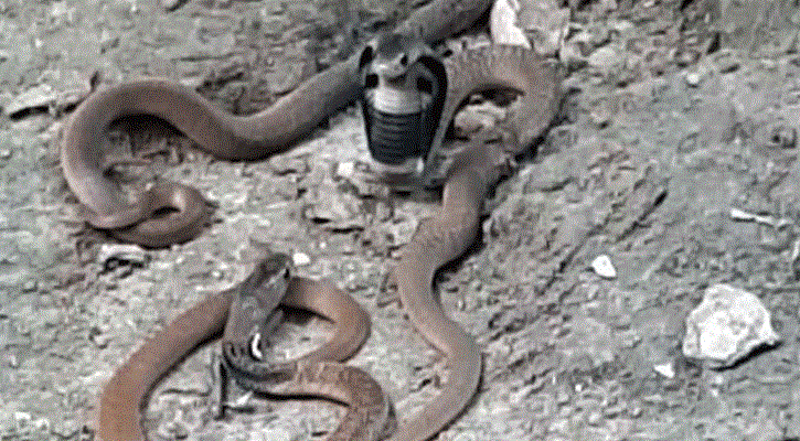 বৃদ্ধার শোবার ঘরে মিললো ১৫টি গোখরা সাপের বাচ্চা