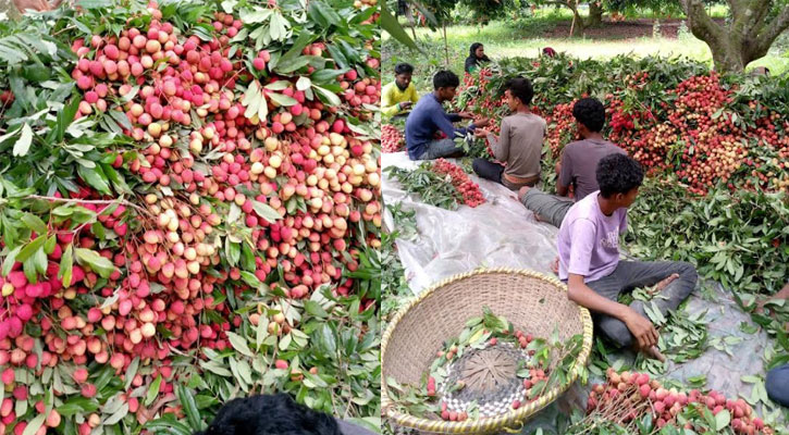 লিচুতে চাঙ্গা ঈশ্বরদীর গ্রামীণ অর্থনীতি, লক্ষাধিক লোকের কর্মসংস্থান