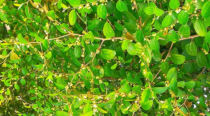 বরই ফুলের মিষ্টি ঘ্রাণে মাতোয়ারা মৌমাছি