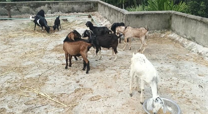 স্বাস্থ্য কেন্দ্রের ছাদে ছাগল ও হাঁসের খামার
