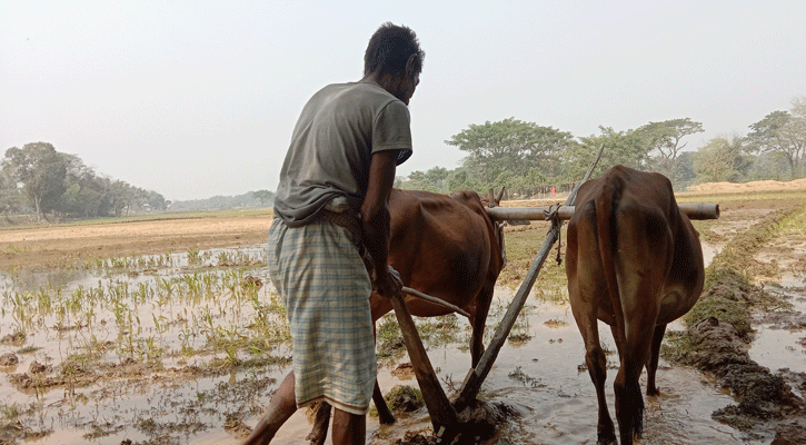 আধুনিকতার ছোঁয়ায় হারিয়ে যাচ্ছে গরু দিয়ে হালচাষ