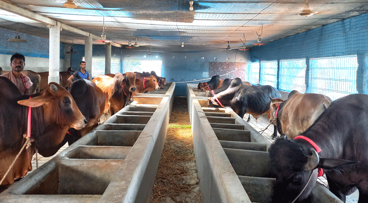 নাটোরে কুরবানির জন্য প্রস্তুত ৯২ হাজার পশু