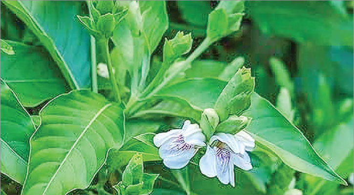 বাসকের বহুমুখী ঔষধি গুণ