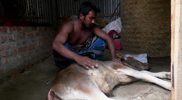 পঞ্চগড়ে লাম্পি স্কিনে মারা যাচ্ছে শত শত গরু, দিশেহারা খামারিরা