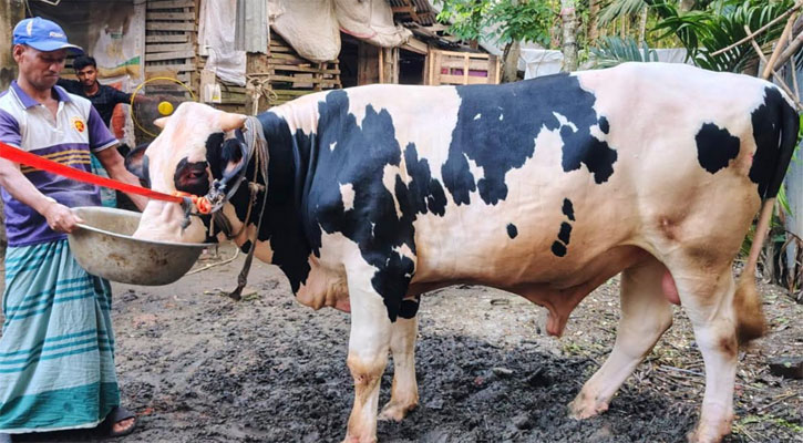 পিরোজপুরে হাট কাঁপাবে ৭০০ কেজির ‘জমিদার’ 