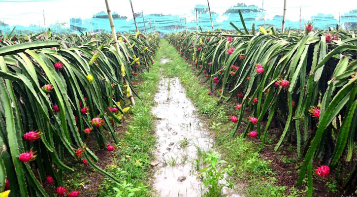 রাজশাহীতে এবার টানা বর্ষণে লোকসানে ড্রাগন চাষীরা