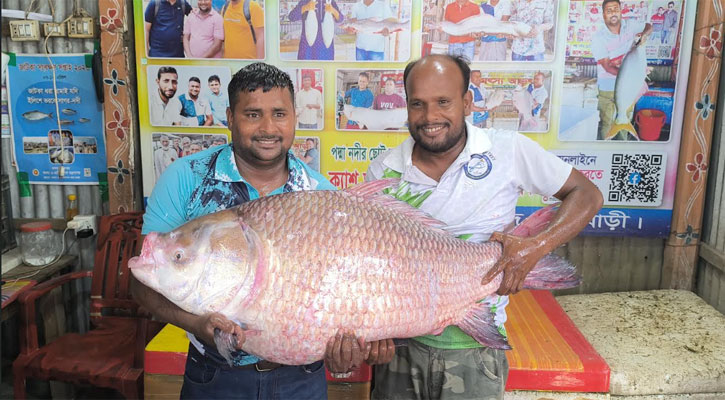 পদ্মার এক কাতল বিক্রি হলো ৬৮ হাজার টাকায়