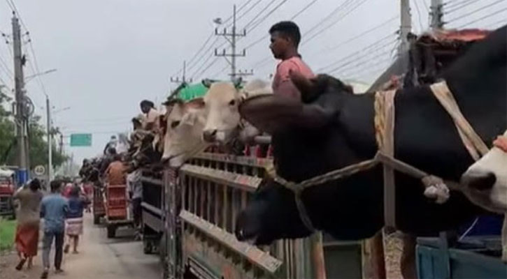 পথে পথে চাঁদাবাজিতে বিপাকে পশুবাহী ট্রাক