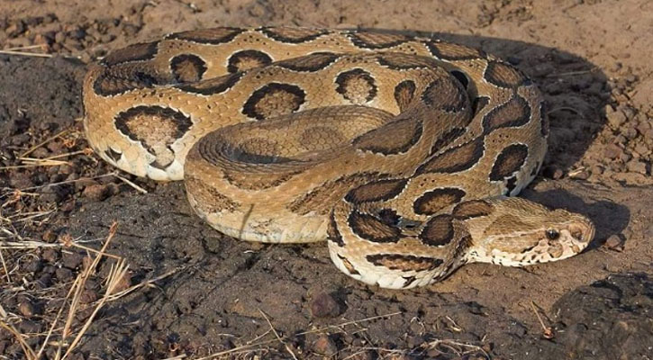 কুষ্টিয়ায় রাসেলস ভাইপারের কামড়ে দুইজনের মৃত্যু