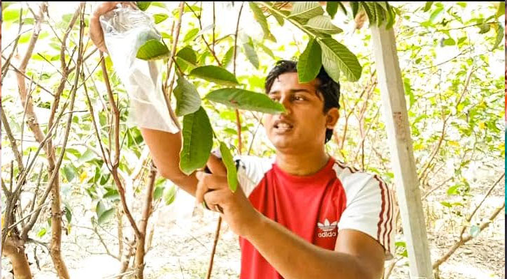 চাকরির পেছনে না ছুটে থাই পেঁয়ারা চাষে লাখপতি তরুণ উদ্যোক্তা মোস্তাক আহমেদ