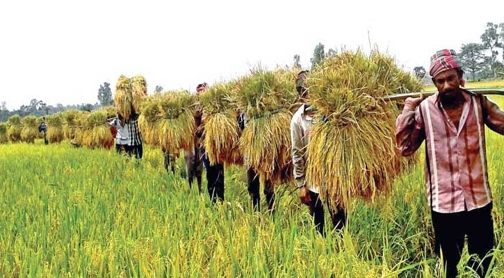 কৃষি খাতে সবুজ বিপ্লবের সূচনা