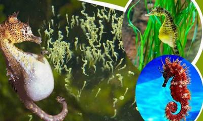 পুরুষ হয়েও গর্ভধারণ করে বিশ্বের যে প্রাণী