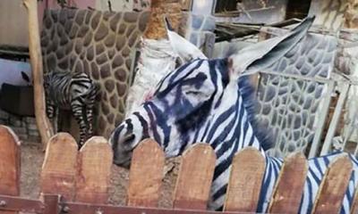 চিড়িয়াখানায় গাধার গায়ে রং লাগিয়ে দেখানো হতো জেব্রা! 