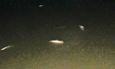 রাতের গভীরে পুকুরে বিষ দিয়ে ছয় লাখ টাকার মাছ নিধন