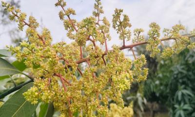 হঠাৎ বৃষ্টিতে আমের মুকুলের ক্ষতির শঙ্কা, উদ্বিগ্ন চাষিরা