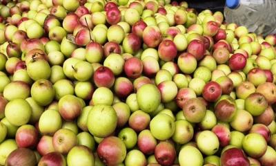 কম খরচে লাভ বেশি: কুল চাষে পাচ্ছে সফলতা