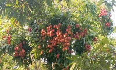 লিচু চাষে সফলতা পাচ্ছেন পিরোজপুরের চাষীরা