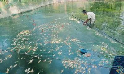  সেনবাগে পুকুরে বিষ প্রয়োগে ২ লাখ টাকার মাছ নষ্ট