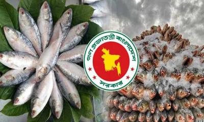 ভারতে ইলিশ পাঠাতে রাজি হবে কী বাংলাদেশের? 
