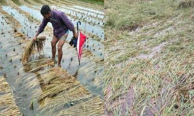 পানি ও বাতাসের আঘাতে নীলফামারীর বিপর্যস্ত আমন ক্ষেত 