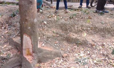 পিরোজপুরে সরকারি গাছ কেটে দেয়ার অভিযোগ, বন বিভাগের হস্তক্ষেপ