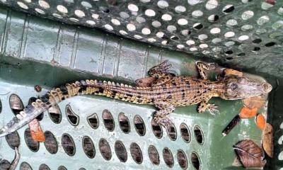 জালে আটকা কুমির ছানা উদ্ধার, সুন্দরবনের অবমুক্ত