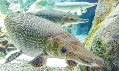 মাছের জিনে ক্যানসার মুক্তির সূত্র!