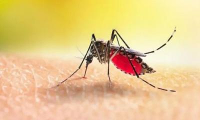 ডেঙ্গুতে থামছেই না মৃত্যু, সচেতনতা জরুরি