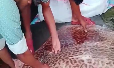 বরিশালে নিষিদ্ধ শাপলা পাতা মাছ প্রকাশ্যে বিক্রি