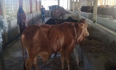 আসামি ধরতে গিয়ে ১০টি গরু নিয়ে গেল পুলিশ, তিনটির মৃত্যু 