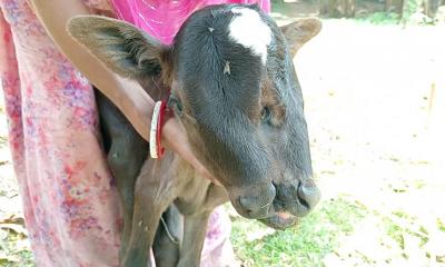 পিরোজপুরে তিন চোখ ও দুই মুখের বাছুরের জন্ম